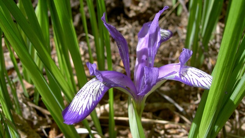 purple iris flower in grass