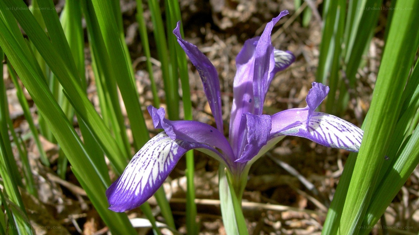 purple iris flower in grass