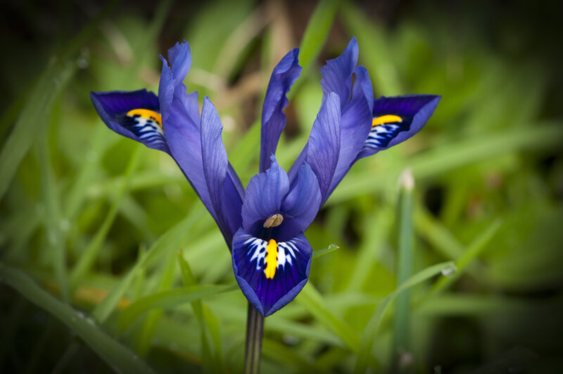 Purple iris flower in grass