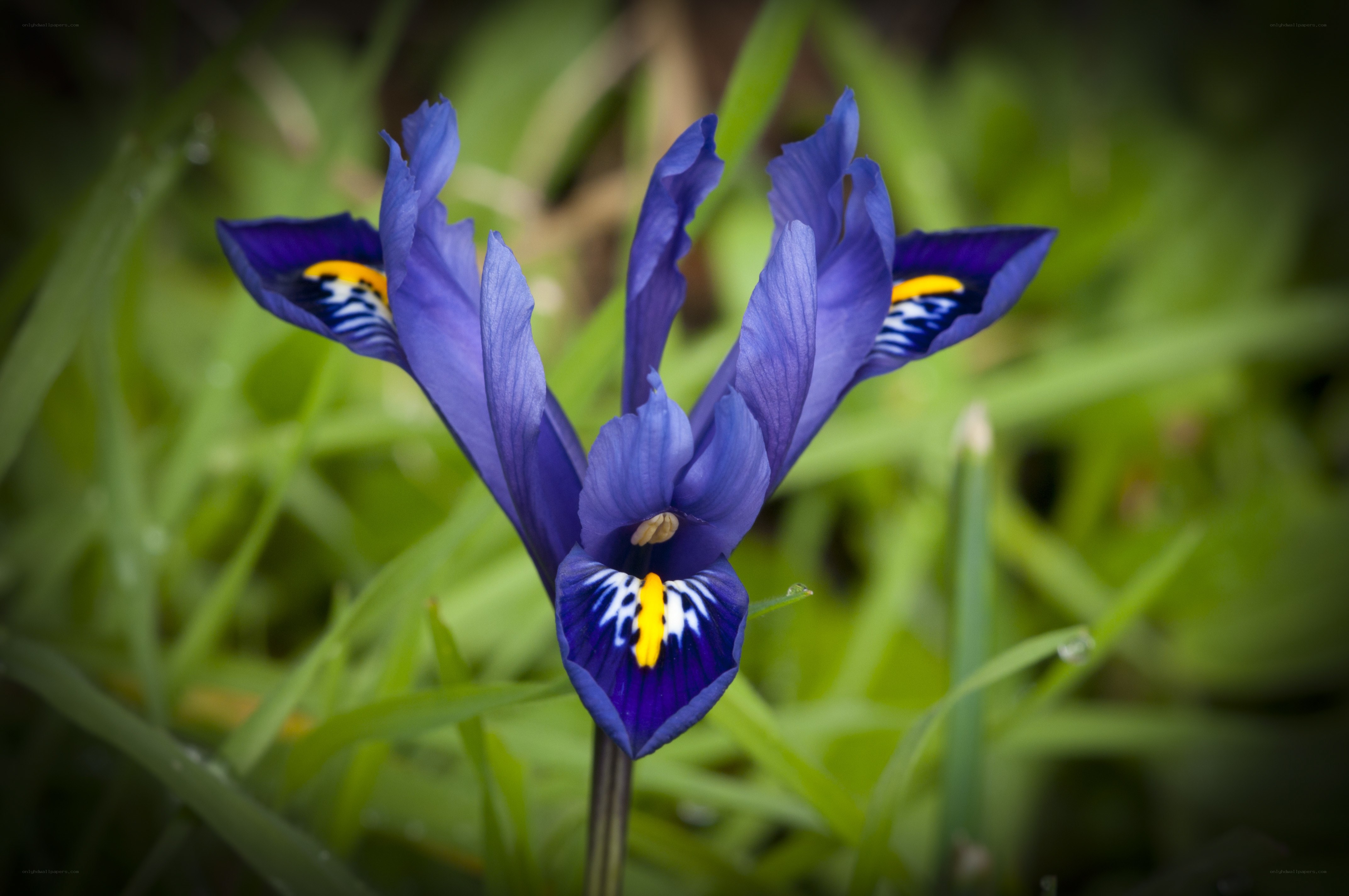 Purple iris flower in grass