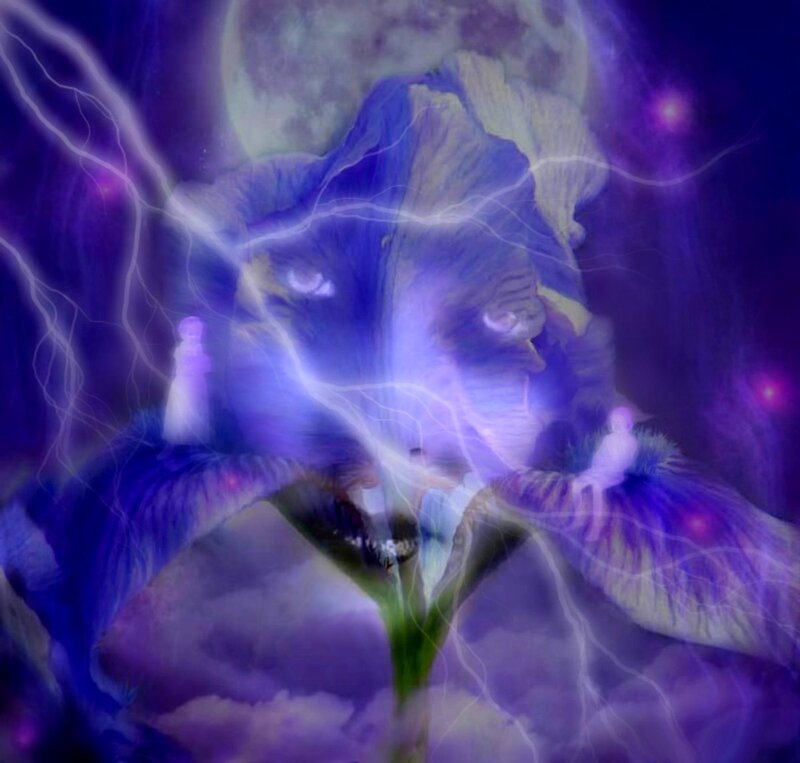 Purple Iris Flower — Mystical