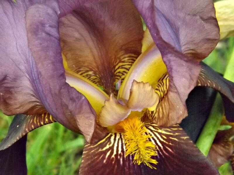 Purple Iris Flower — Natural, Afternoon, Photograph