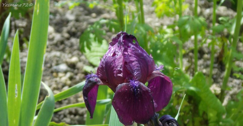 Purple Iris Flower — Natural, Afternoon