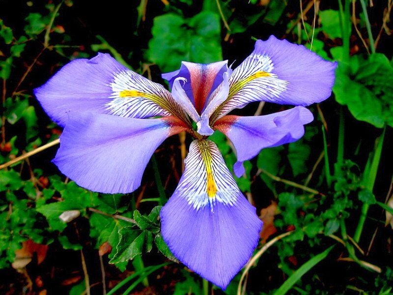 Purple Iris Flower — Natural, Spring, Photograph