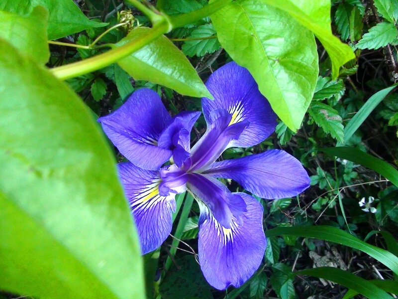 Purple Iris Flower — Natural, Spring