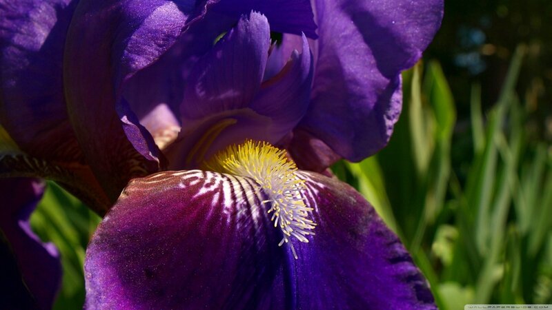 Purple Iris Flower — Natural