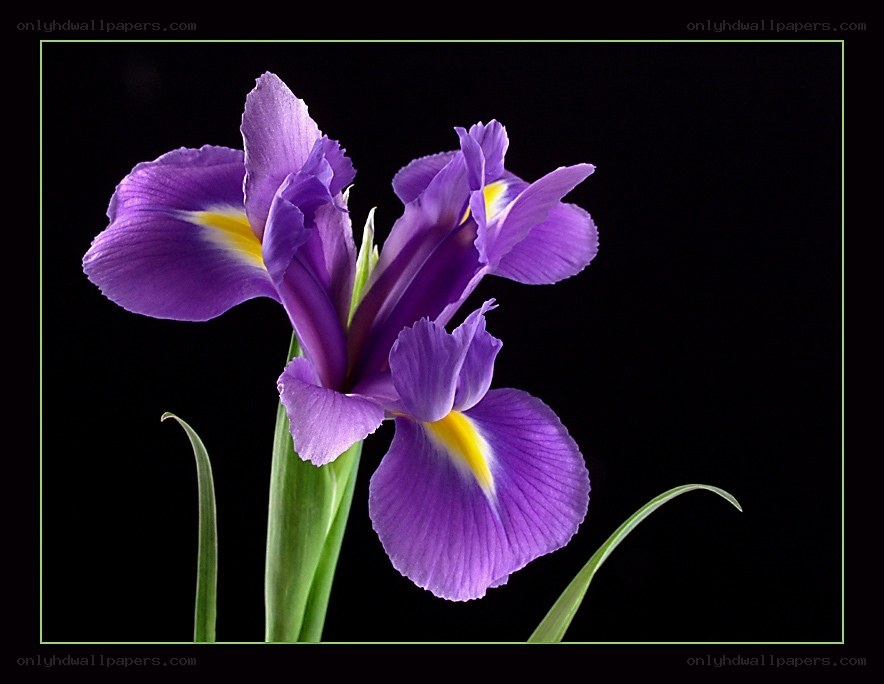 Purple iris flower on black