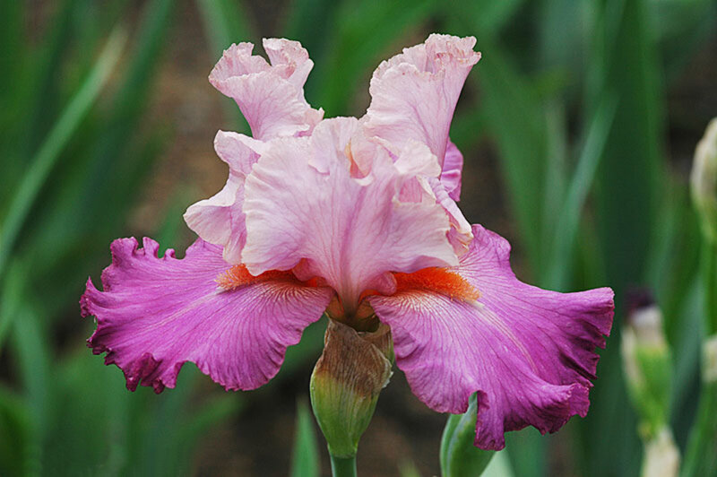 Purple Iris Flower — Pink