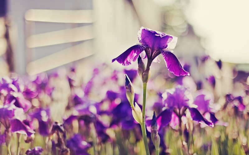 Purple Iris Flower — Serene, Afternoon, Photograph, Flower Field