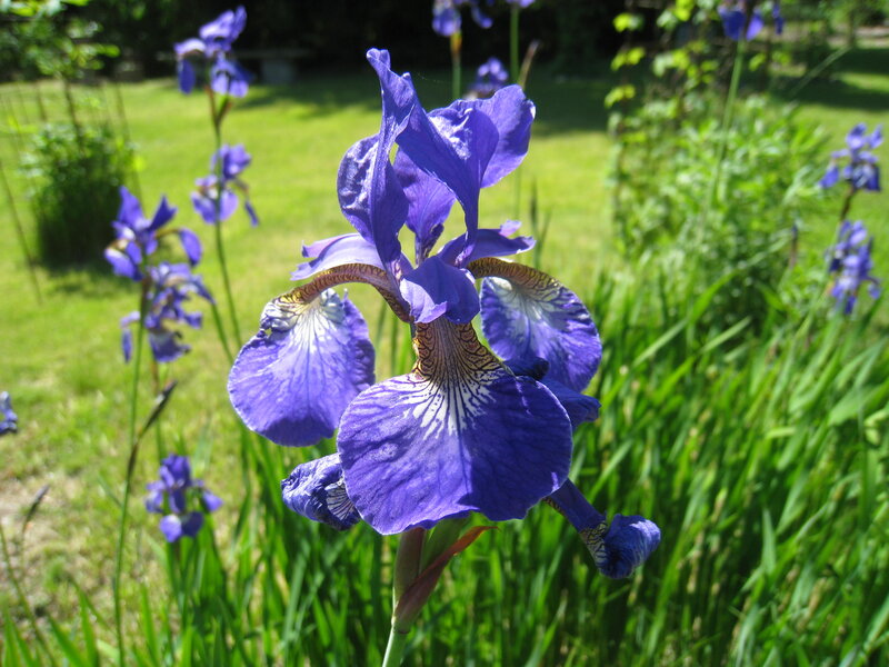 Purple Iris Flower — Serene, Afternoon, Photograph, Grass