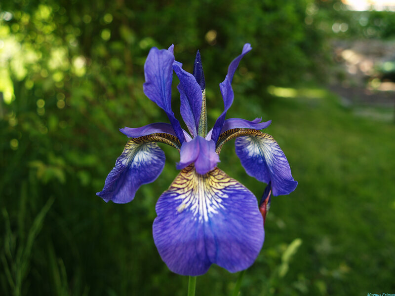Purple Iris Flower — Serene, Afternoon, Photograph