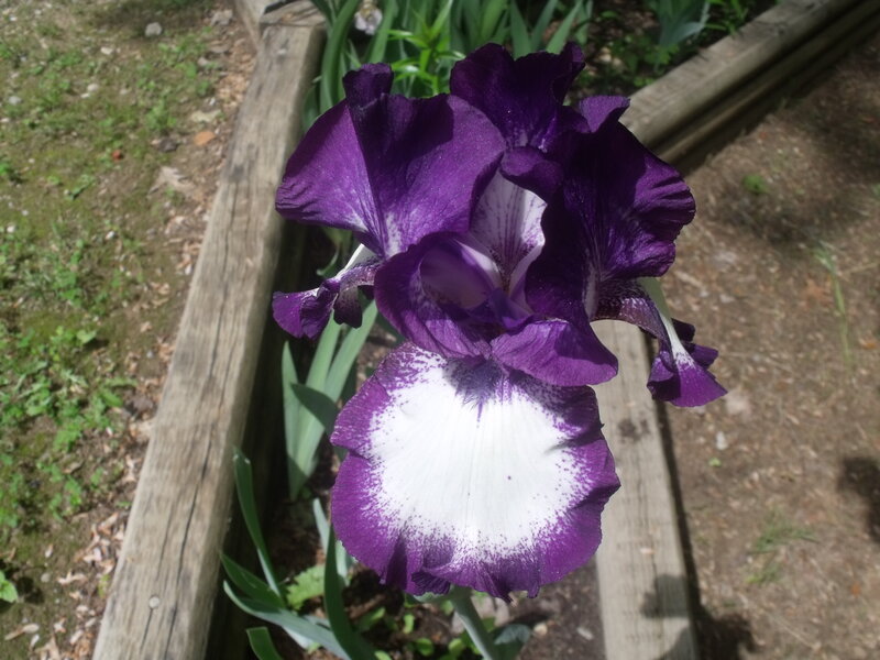 Purple Iris Flower — Serene, Afternoon, Photograph, Wooden Planter