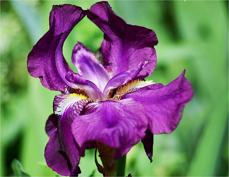 Purple Iris Flower — Serene, Afternoon