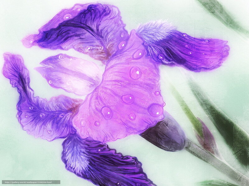 Purple Iris Flower — Serene, Digital Art