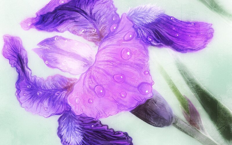 Purple Iris Flower — Serene, Digital Art, Water Droplets, Petals