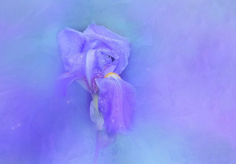 Purple Iris Flower — Serene, Digital Art, Water Droplets