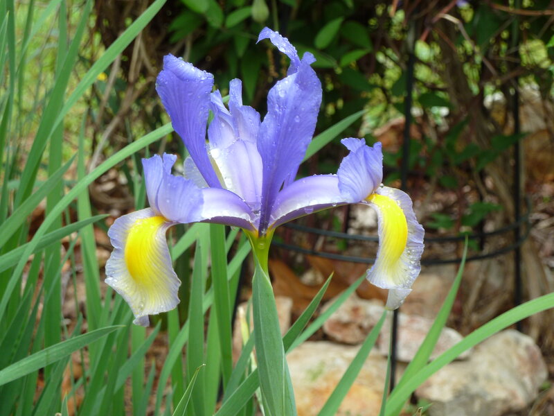 Purple Iris Flower — Serene, Morning, Photograph, Green Leaves