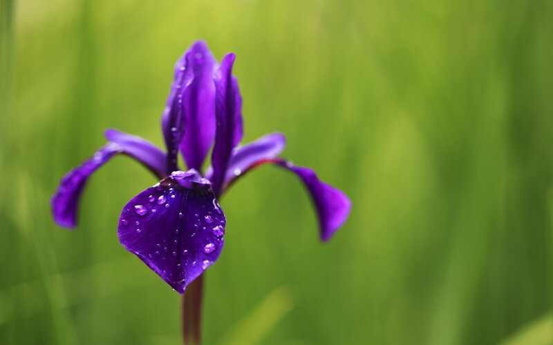 Purple Iris Flower — Serene, Morning, Photograph