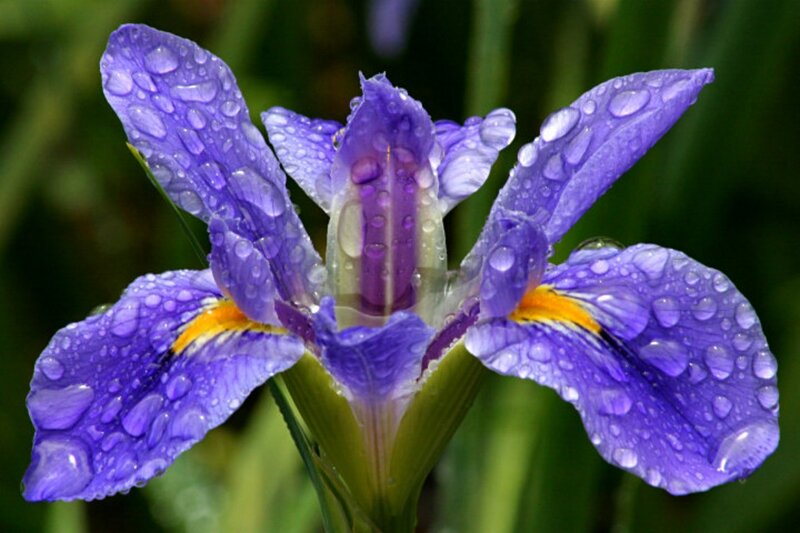 Purple Iris Flower — Serene, Morning, Photograph, Water Droplets