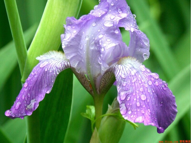Purple Iris Flower — Serene, Morning