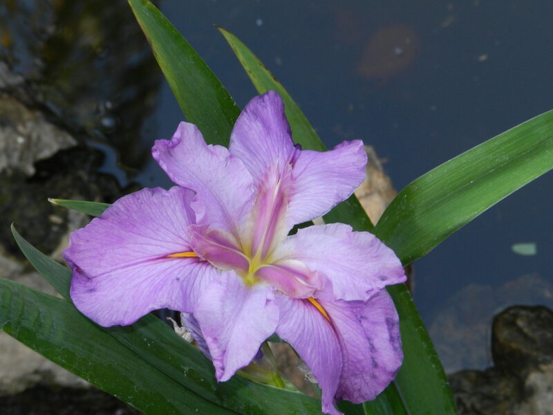 Purple Iris Flower — Serene, Photograph, Green Leaves, Water