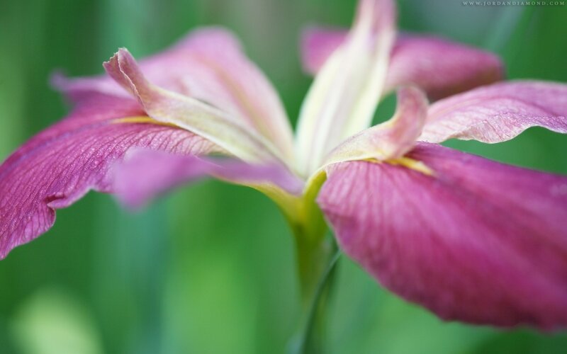 Purple Iris Flower — Serene, Photograph, Petals, Green Background