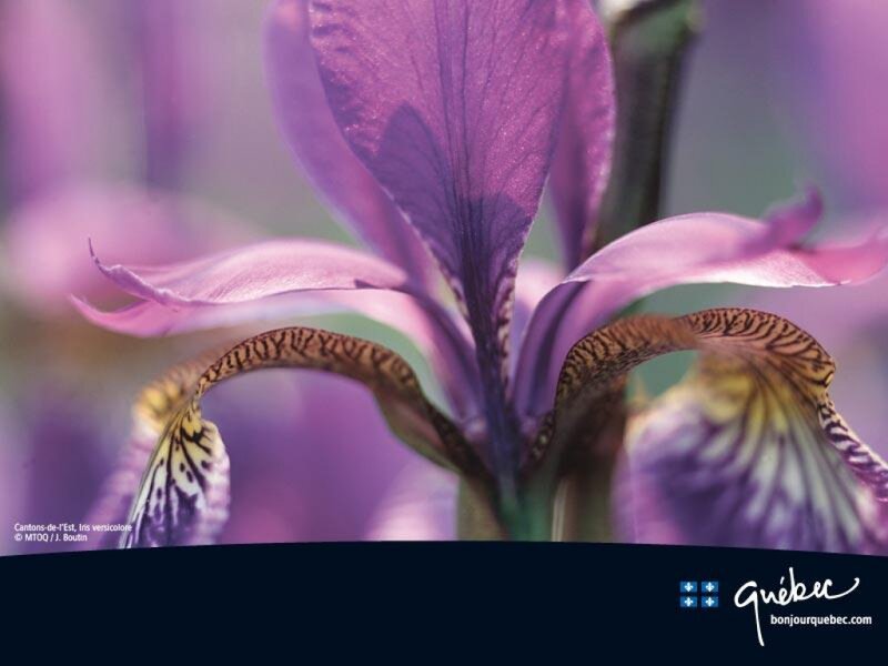 Purple Iris Flower — Serene, Photograph, Petals, Stem