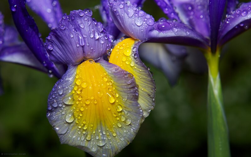 Purple Iris Flower — Serene, Photograph, Raindrops