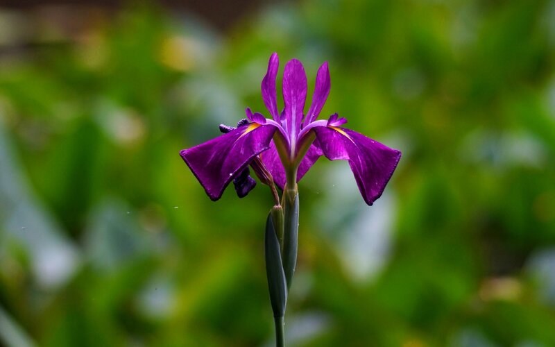 Purple Iris Flower — Serene, Photograph, Stem