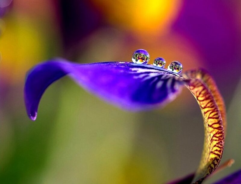 Purple Iris Flower — Serene, Photograph