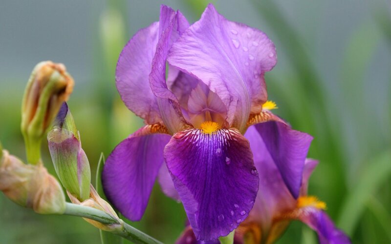 Purple Iris Flower — Serene, Spring, Photograph, Bud