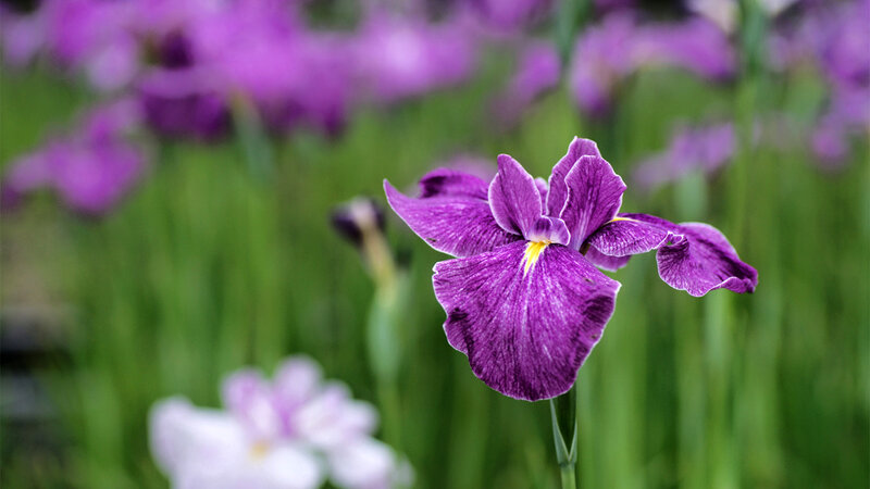 Purple Iris Flower — Serene, Spring, Photograph, Green Grass, Flower Buds