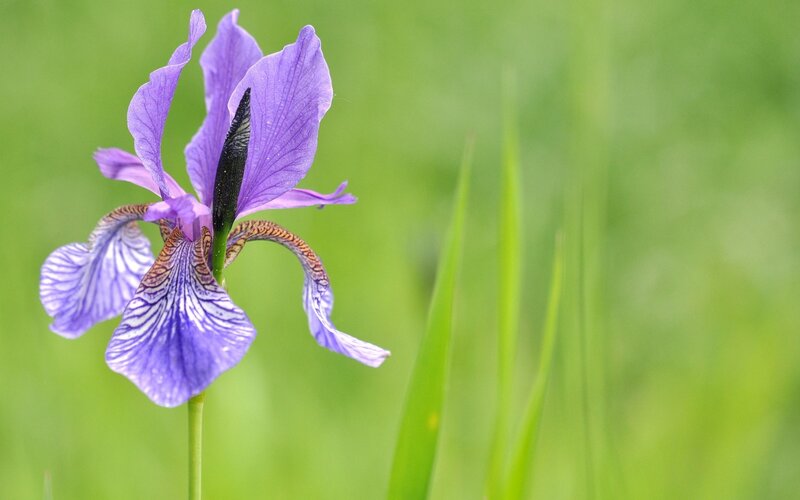 Purple Iris Flower — Serene, Spring, Photograph, Green Grass, Flower Stem