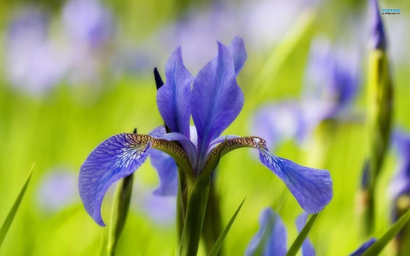 Purple Iris Flower — Serene, Spring, Photograph, Green Grass
