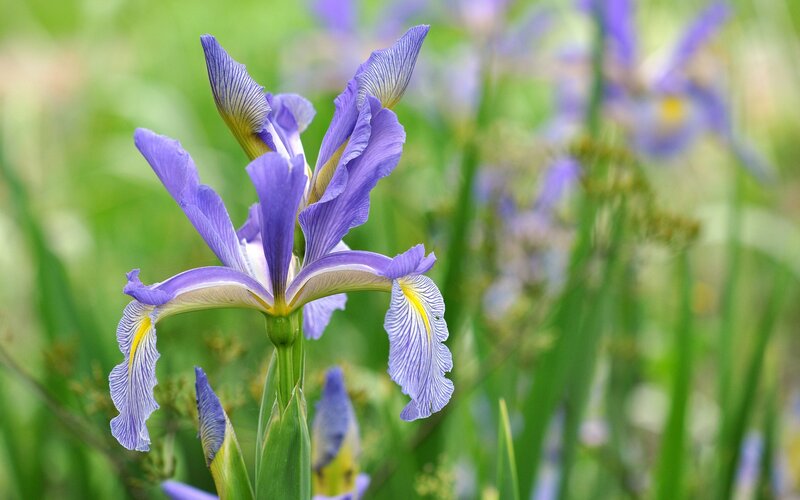 Purple Iris Flower — Serene, Spring, Photograph, Green Leaves, Flower Buds