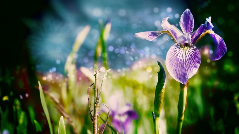 Purple Iris Flower — Serene, Spring, Photograph, Green Leaves
