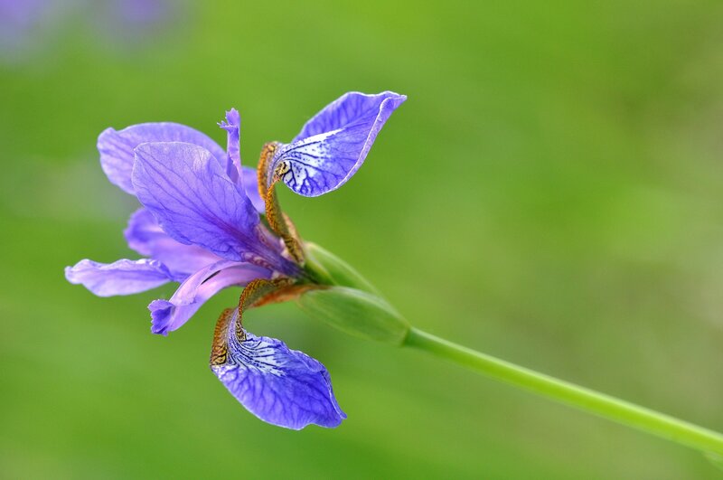 Purple Iris Flower — Serene, Spring, Photograph, Green Stem, Green Background