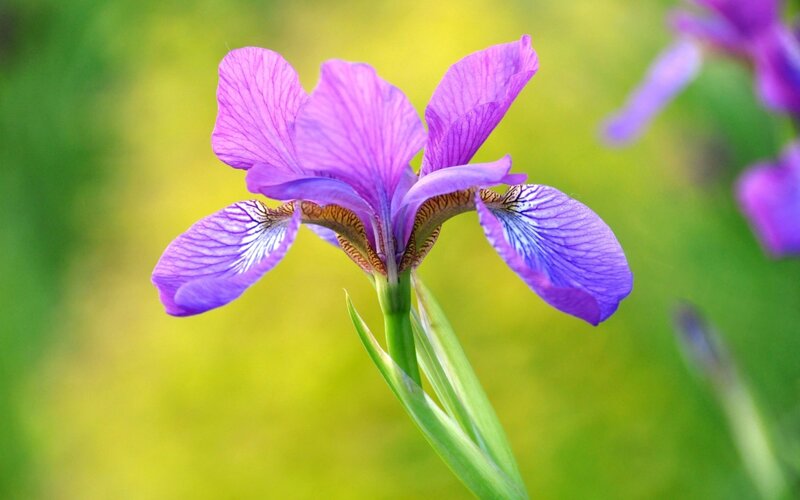 Purple Iris Flower — Serene, Spring, Photograph, Green Stem