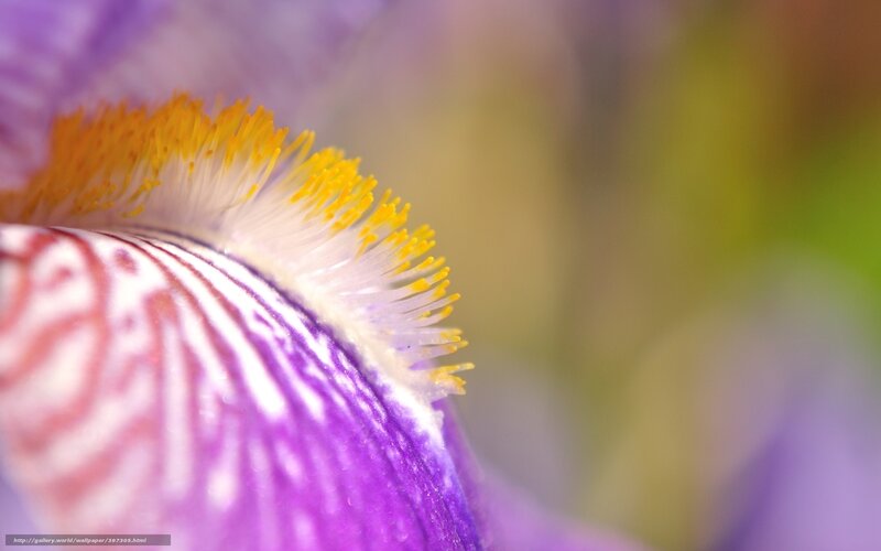 Purple Iris Flower — Serene, Spring, Photograph, Petal