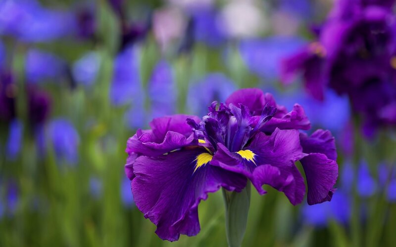 Purple Iris Flower — Serene, Spring, Photograph, Petals