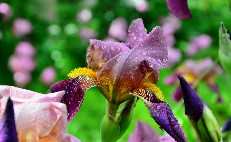 Purple Iris Flower — Serene, Spring, Photograph, Raindrops