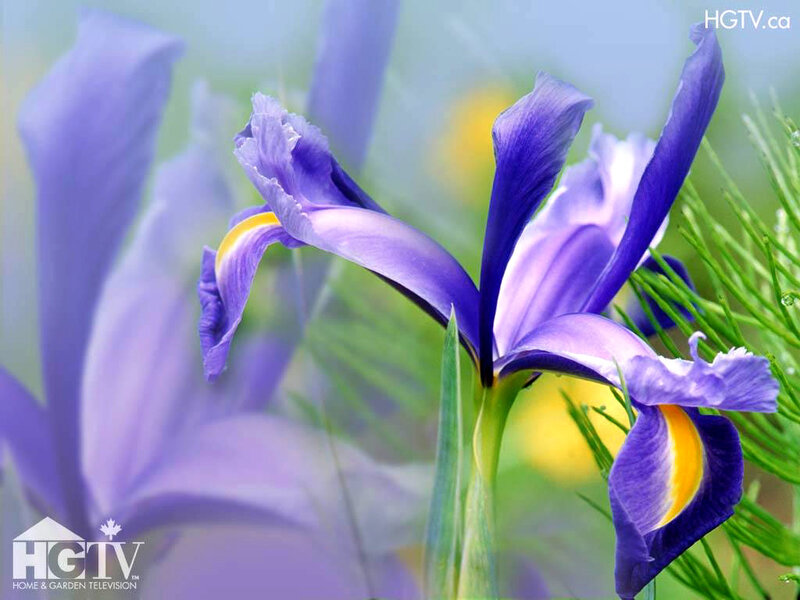 Purple Iris Flower — Serene, Spring, Photograph