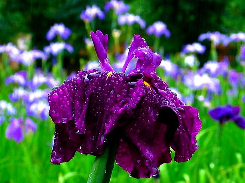 Purple Iris Flower — Serene, Spring