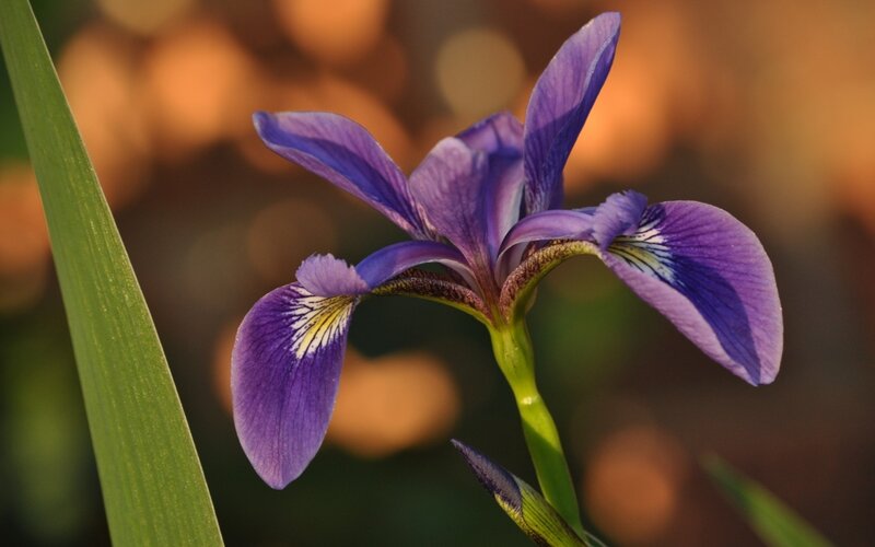 Purple Iris Flower — Serene, Sunset