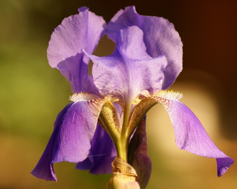 Purple Iris Flower — Serene