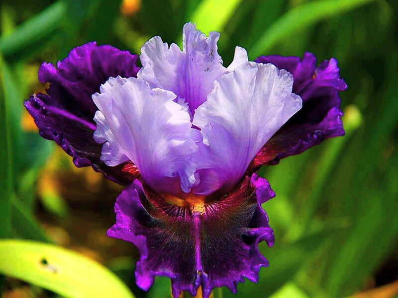 Purple Iris Flower — Vibrant, Afternoon