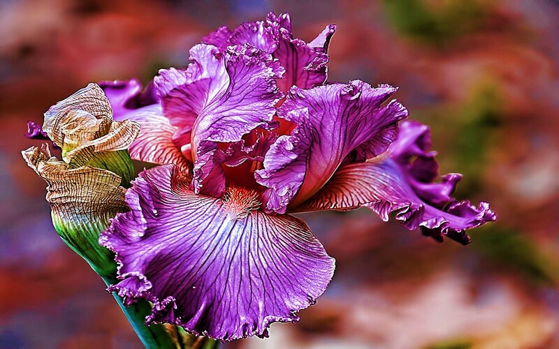 Purple Iris Flower — Vibrant, Photograph, Bud