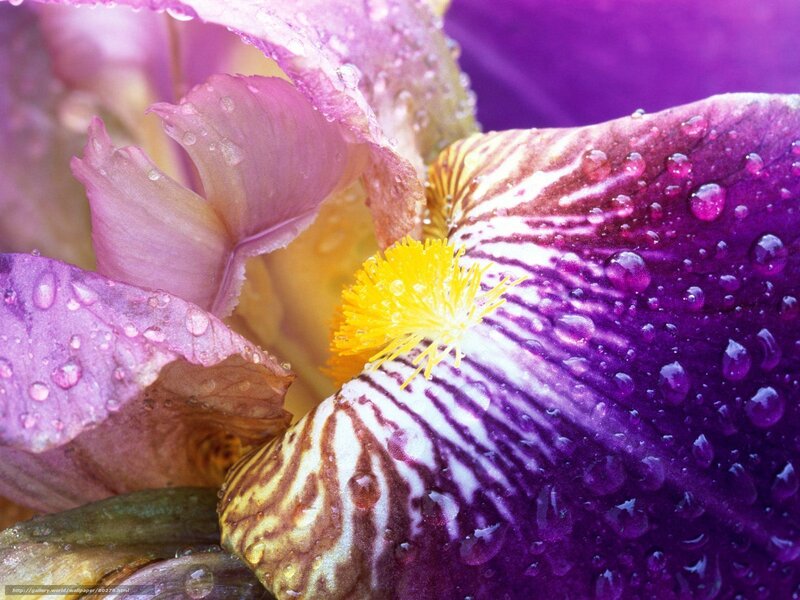 Purple Iris Flower — Vibrant, Photograph, Petals