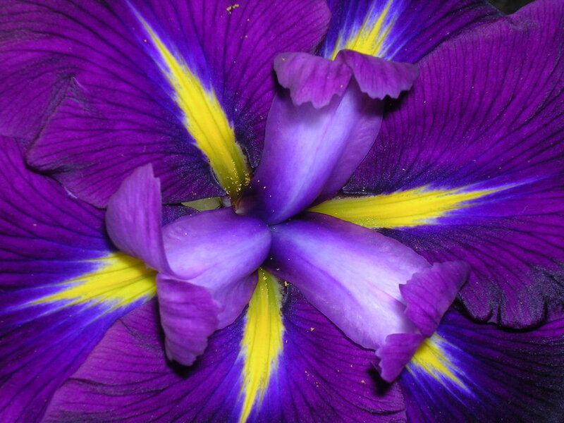 Purple Iris Flower — Vibrant, Photograph
