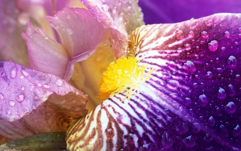 Purple Iris Flower — Vibrant, Photograph, Water Droplets